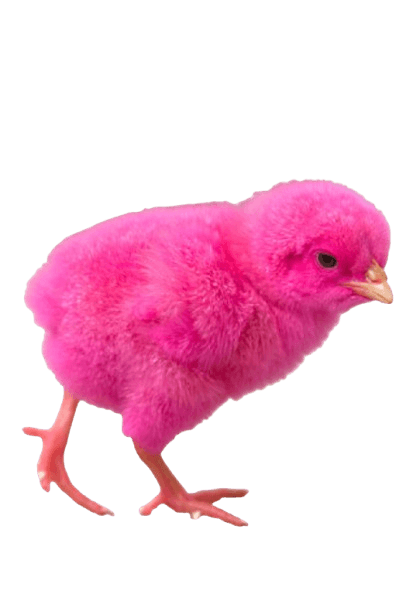 Vibrant, fluffy pink chick with tiny legs and beak, standing on a black background.